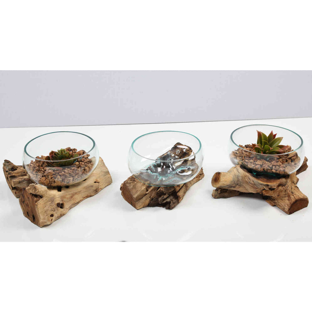Glass bowl 20 cm on root wood