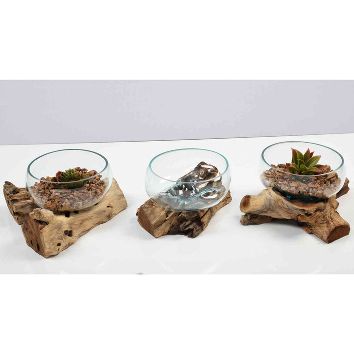 Glass bowl 20 cm on root wood