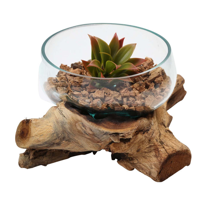 Glass bowl 20 cm on root wood