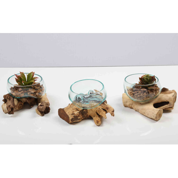 Glass bowl on root wood